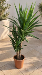 2 KÖKLÜ YUCA BİTKİSİ